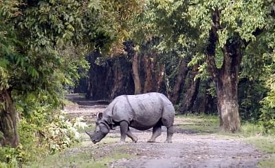Guwahati: A one-horned rhinoceros at Kaziranga National Park that was opened for the 2017-18 tourist season in the Golaghat district of Assam on Oct 2, 2017. Kaziranga has the highest number of the one-horned rhinos in the world. (Photo: IANS)