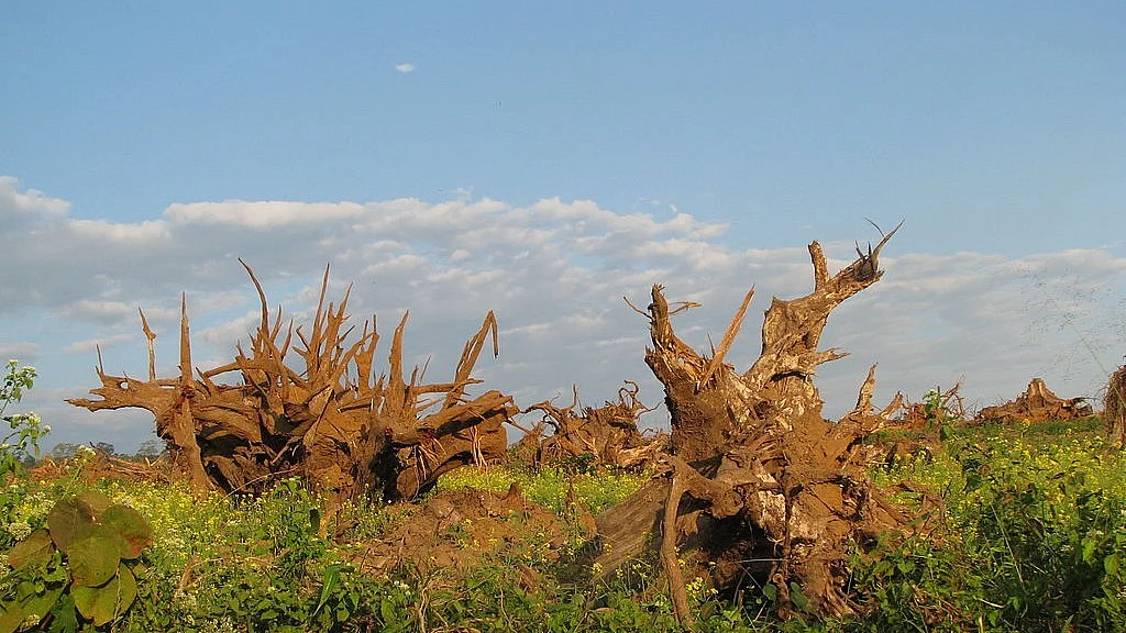 In Maharashtra, 2,277 football fields of forest given for development works