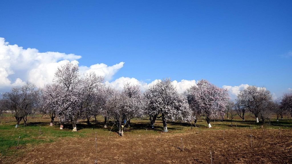 An almond field in Pulwama.