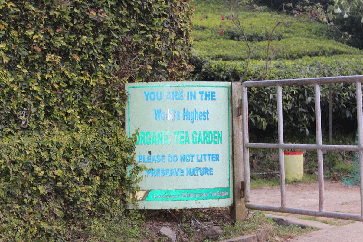 As you hike up the hills, you reach Kolukkumalai Tea Estate which is about 8,000 feet above sea level – the highest tea estate in the world.