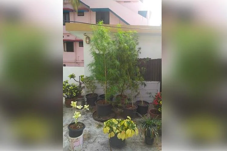 Kerala Woman Arrested for Growing 6-Ft Tall Ganja Plant on Rooftop