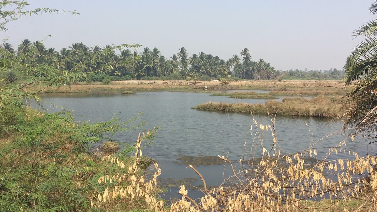 Find Sustainable Solutions, Don’t Cut Mangroves: Vasai Residents