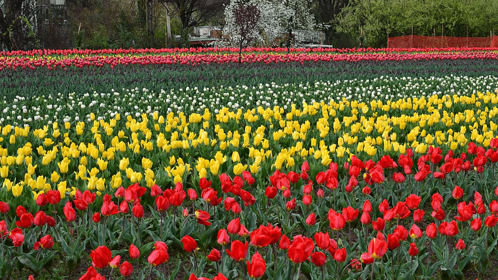 Asia’s largest Tulip Garden.