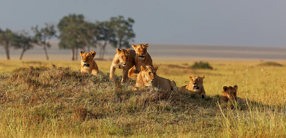 An African lion family.