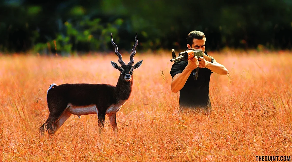 Salman Khan found guilty of blackbuck poaching.