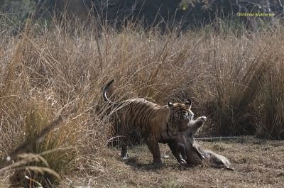 If you can protect one tiger, you can create a jungle: Filmmaker S. Nallamuthu