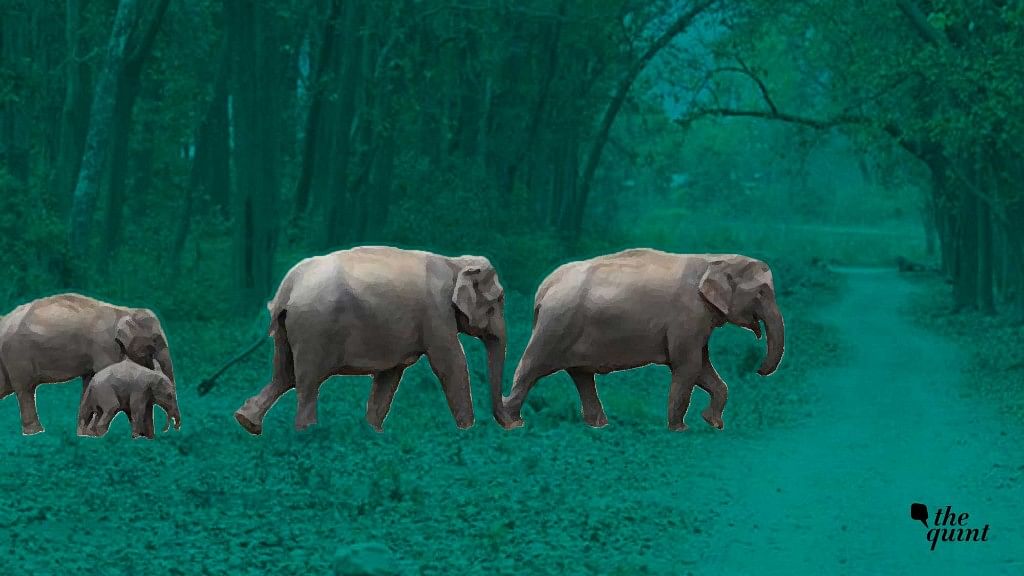 In the past 12 years, the number of elephant corridors with a width of 1-3 km has decreased from 41% to only 22%.