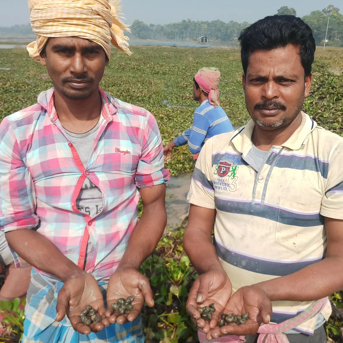 Googli are found commonly in the lakes and ponds of Bengal, as also the rest of the country.