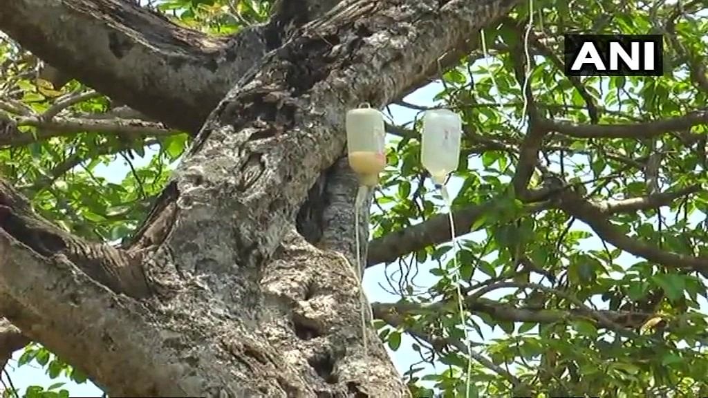 A 700-year-old Banyan tree in Telangana was gifted a new life with the help of saline drip.