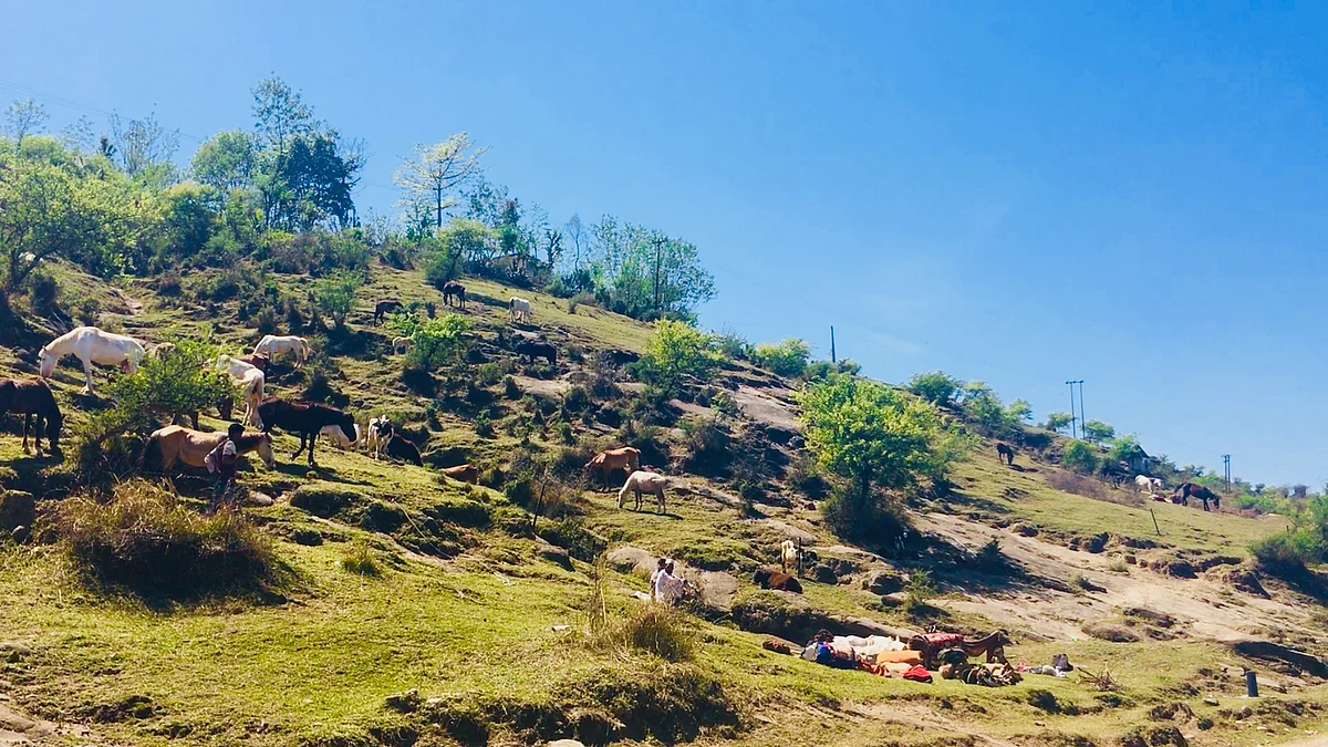The Gujjar Bakarwal community on the move with their cattle and necessities, which include food grains, a stove, medicines and blankets.