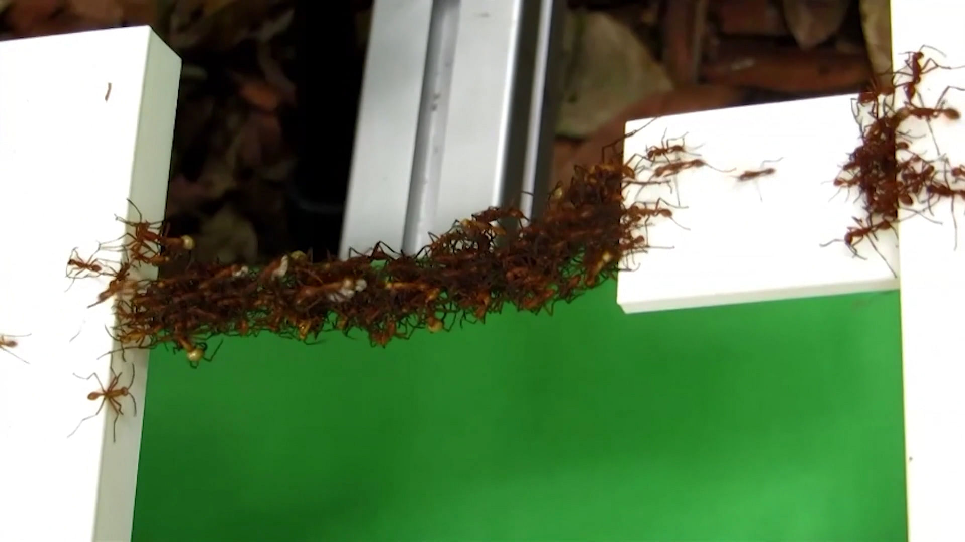 An army of ants building a bridge.
