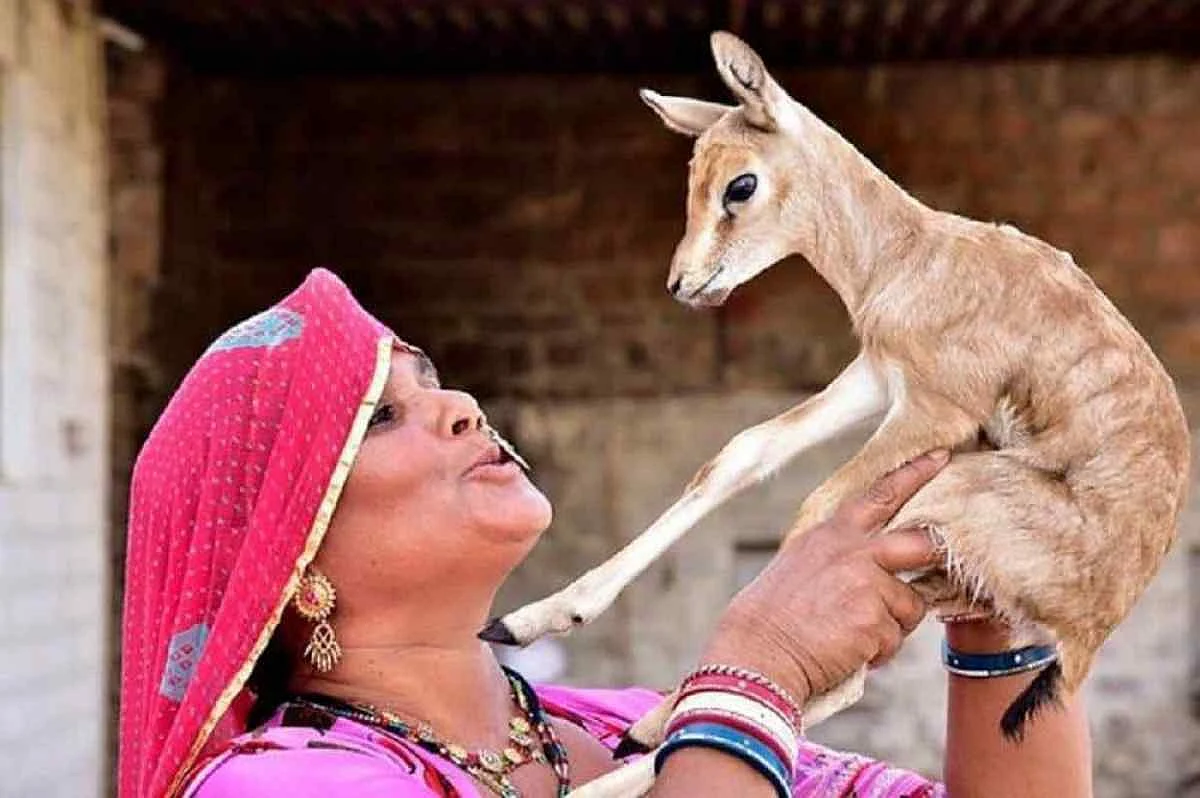 The residents of Marwar say that the deers have become a regular part of their lives.