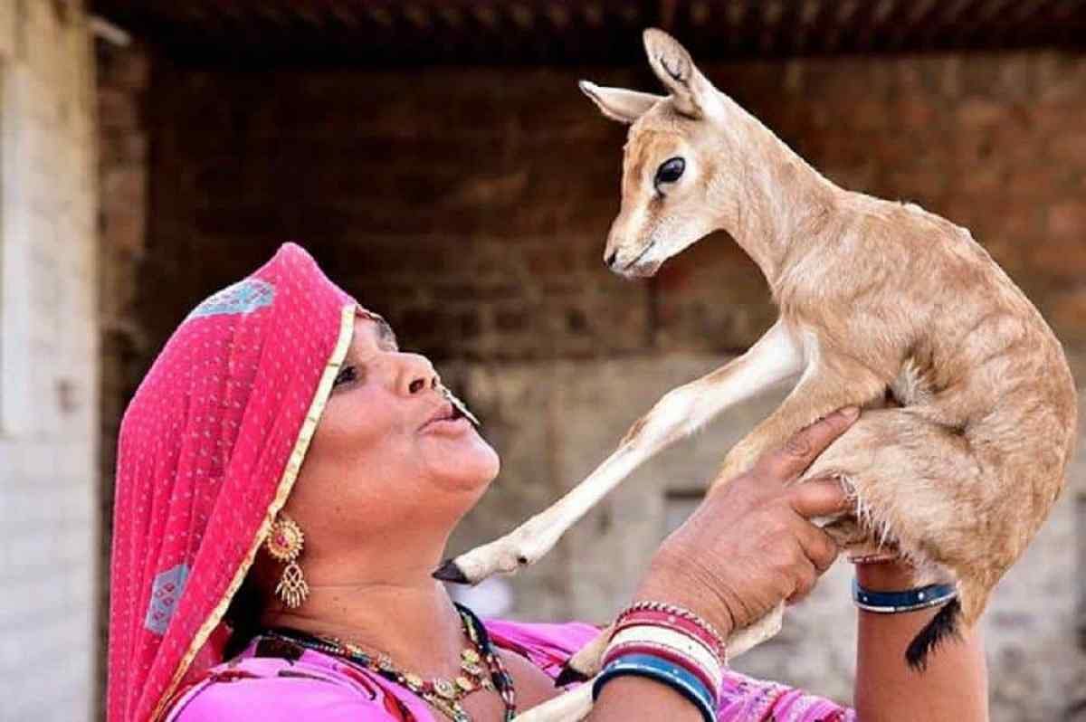 The Bishnoi society loves the fawns like they love their own children.