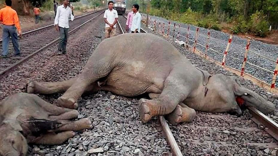 The carcasses of the two elephants which were killed after being hit by a speeding train. Image used for representational purposes.