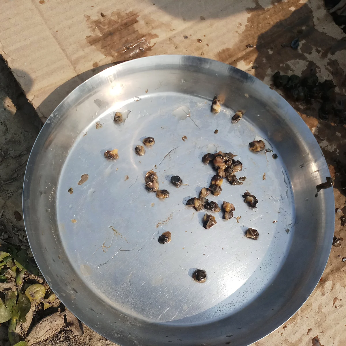 Asim says that he often sells the Googli to the traders but sometimes also gifts them to villagers to prepare a meal.