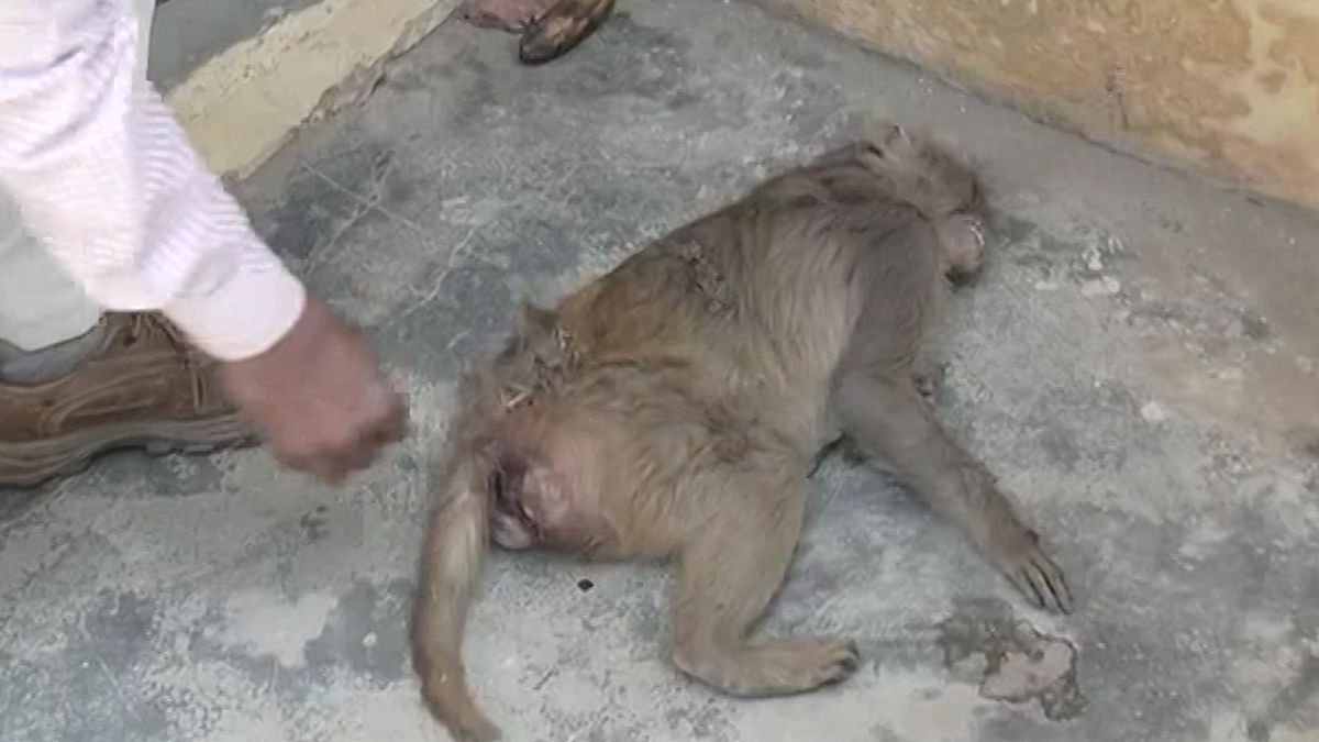 ‘Mystery Illness’ Kills Over 100 Monkeys in Amroha, Uttar Pradesh