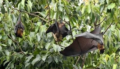 Fruit bats. (File photo: IANS)
