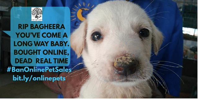 Online platforms such as OLX, Quikr and Facebook are indulging in illegal sale of pets.