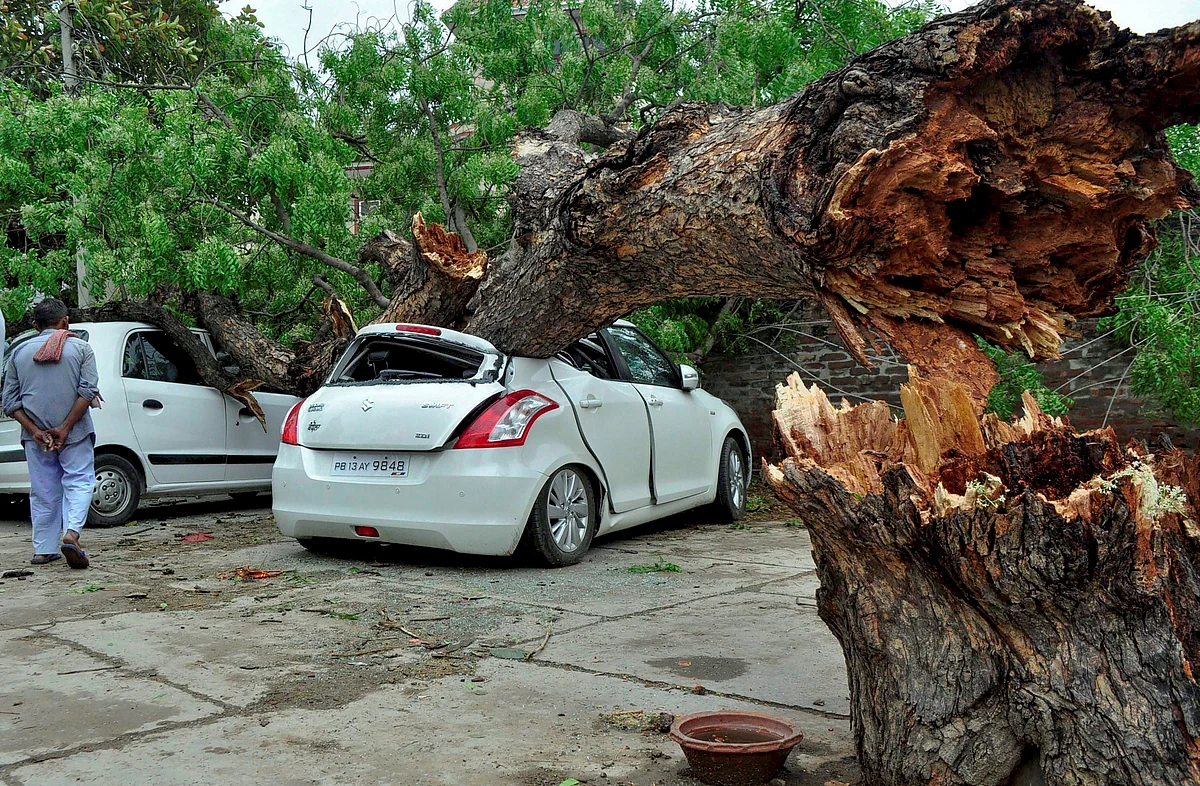 The heavy rains and storm uprooted several trees in the region. 