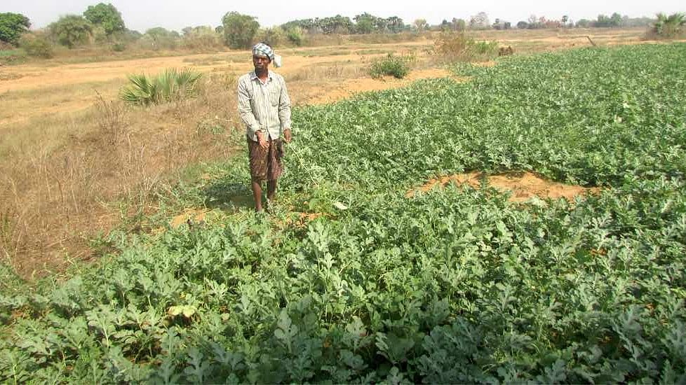 Cultivating watermelon has stemmed migration from the drought-prone western districts of Odisha.