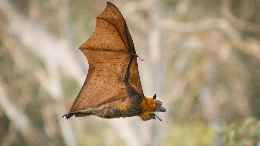 Could climate change and loss of habitat be the hands behind the Nipah virus outbreak?