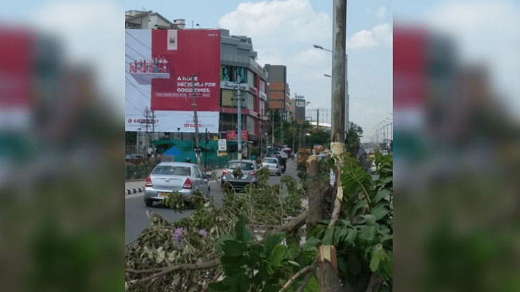 25 trees in this particular stretch were cut down to ensure that the hoarding was visible.
