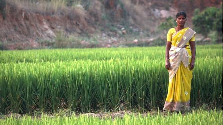 Valliammal, who manages a rain-fed farm in Dharmapuri district of Tamil Nadu, grew rice for the first time in three years.