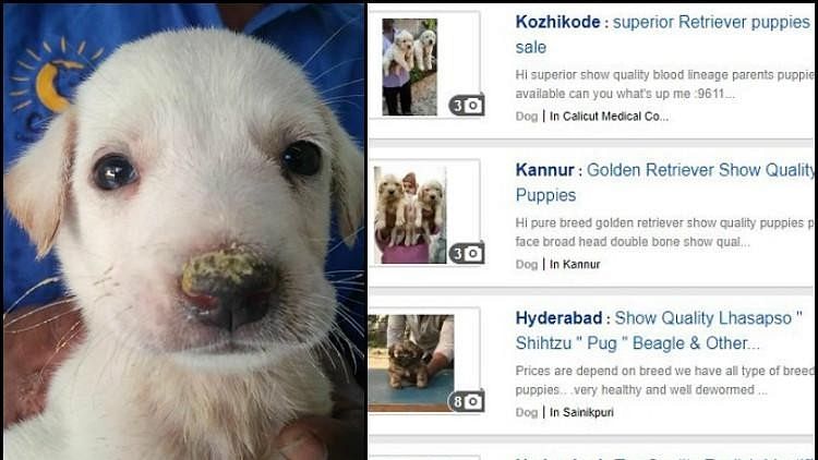 Illegal sale of pets is flourishing online.