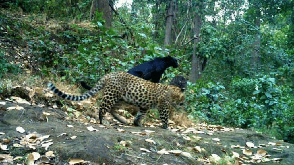  Rare Black Panther Makes Appearance on Camera in Odisha