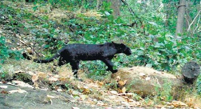 The black panther spotted in Odisha.