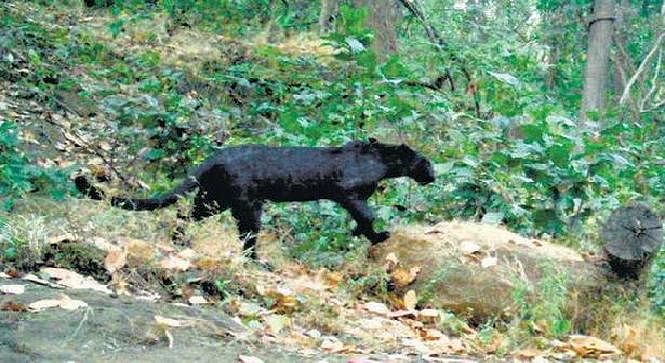 The pitch-black feline was caught by chance in the camera trap laid out by forest reserve officials.