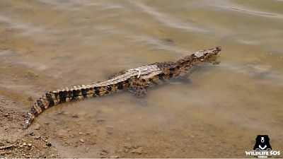 The 6-year-old crocodile that was caught alive from a pond near Agra, and later released in the River Chambal, after it had caused panic and fear among locals for a week.