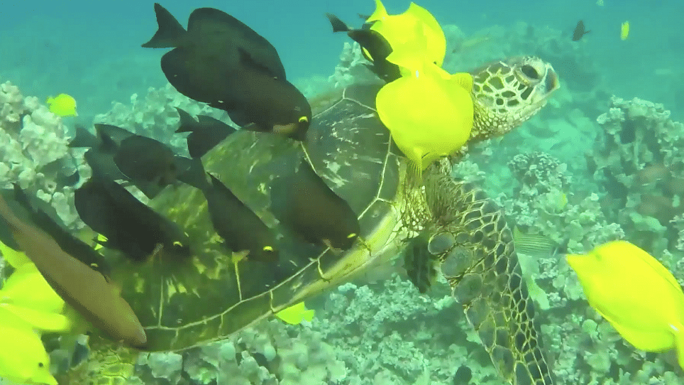 A Green Sea Turtle in Hawaii.
