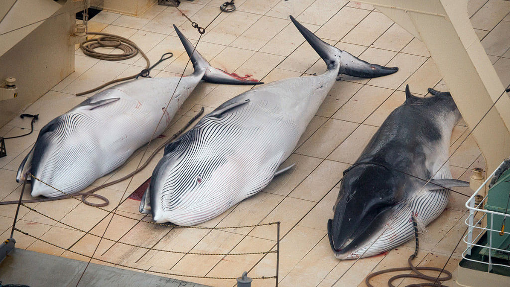 Three dead minke whales lie on the deck of the Japanese whaling vessel Nisshin Maru.