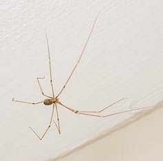 Don’t kill the next spider you see in your home. Rather, consider a live-and-let-live approach!