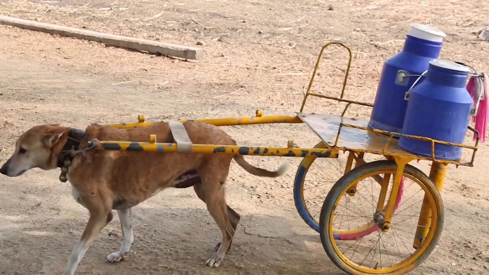 Mani, the adorable pooch&nbsp;delivers 25 litres of milk twice daily