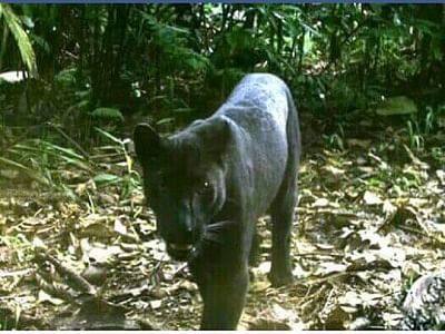 The pitch-black feline was caught by chance in the camera trap laid out by forest reserve officials.