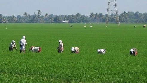 Farm labourers cultivate a paddy field.