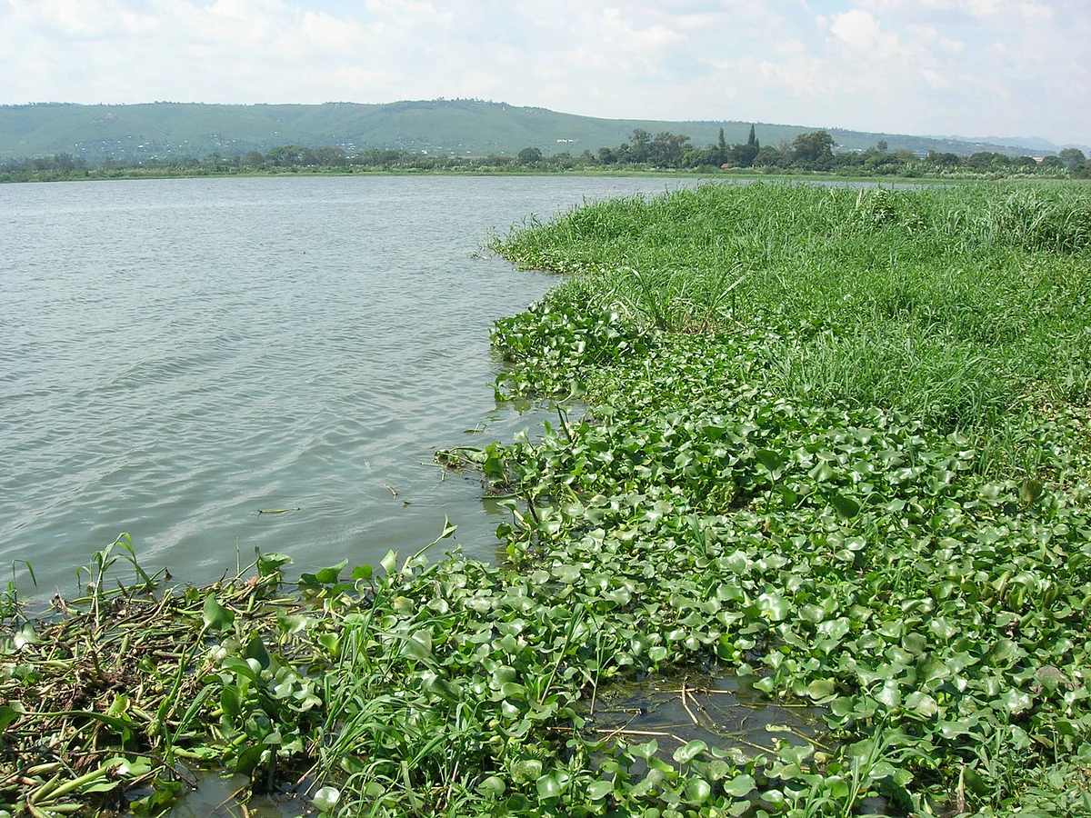 Last year, Pallavaram municipality had claimed that water body on the one side of link road was not Putheri lake.