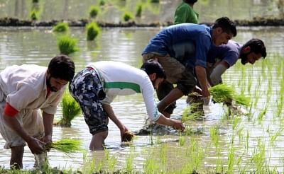 Jharkhand & UP Face Drought Conditions, Dry Spell Hits Kharif Crops