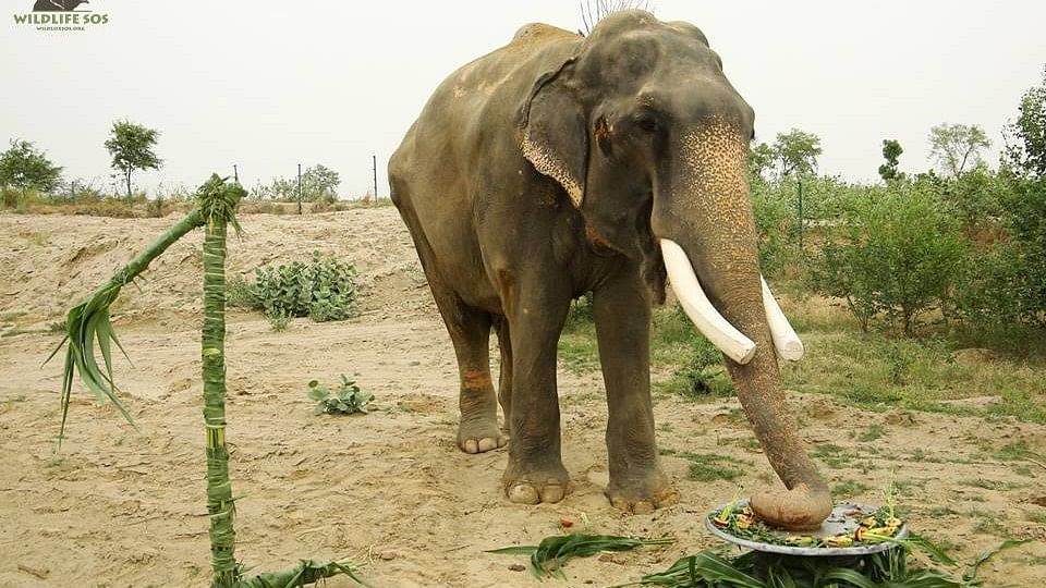 #GoodNews: Rescued Elephant Gajraj Celebrates Freedom Anniversary