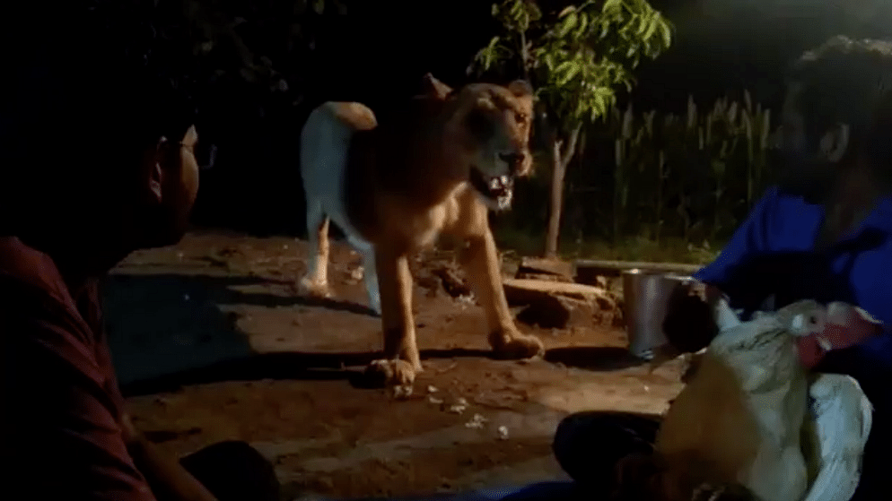 Villagers Tame Three-Year-Old Lioness Like A Pet In Gujarat’s Gir