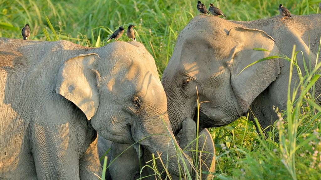 Elephants in Manas Wildlife Sanctuary. (Image used for representational purpose only)
