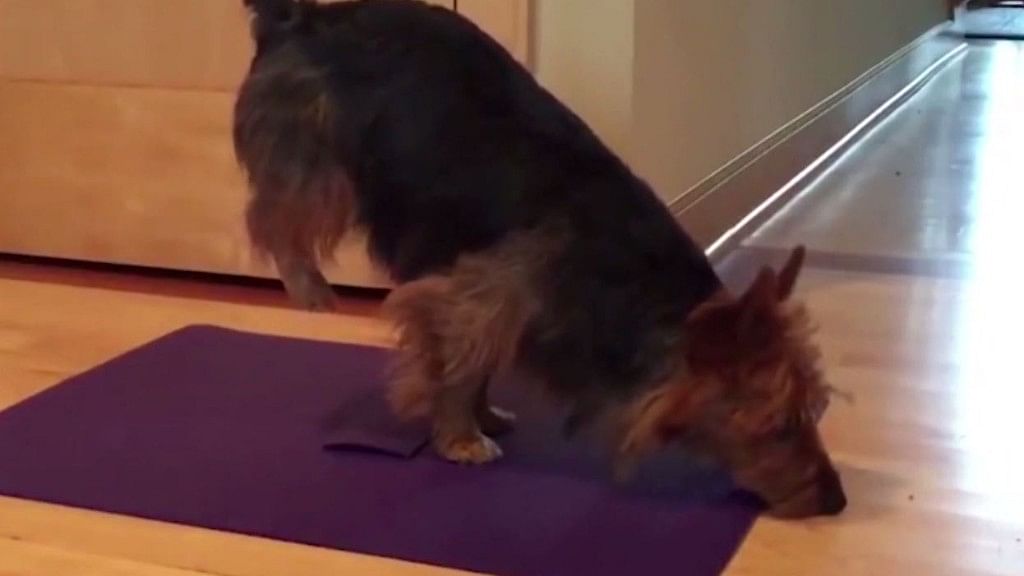 Judi, the Australian terrier starts her day with yoga.