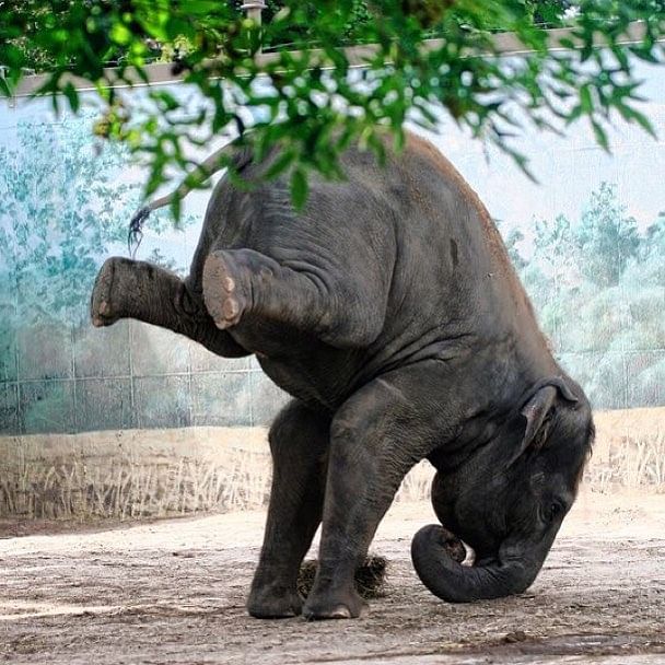 Take a look at these animals doing yoga!