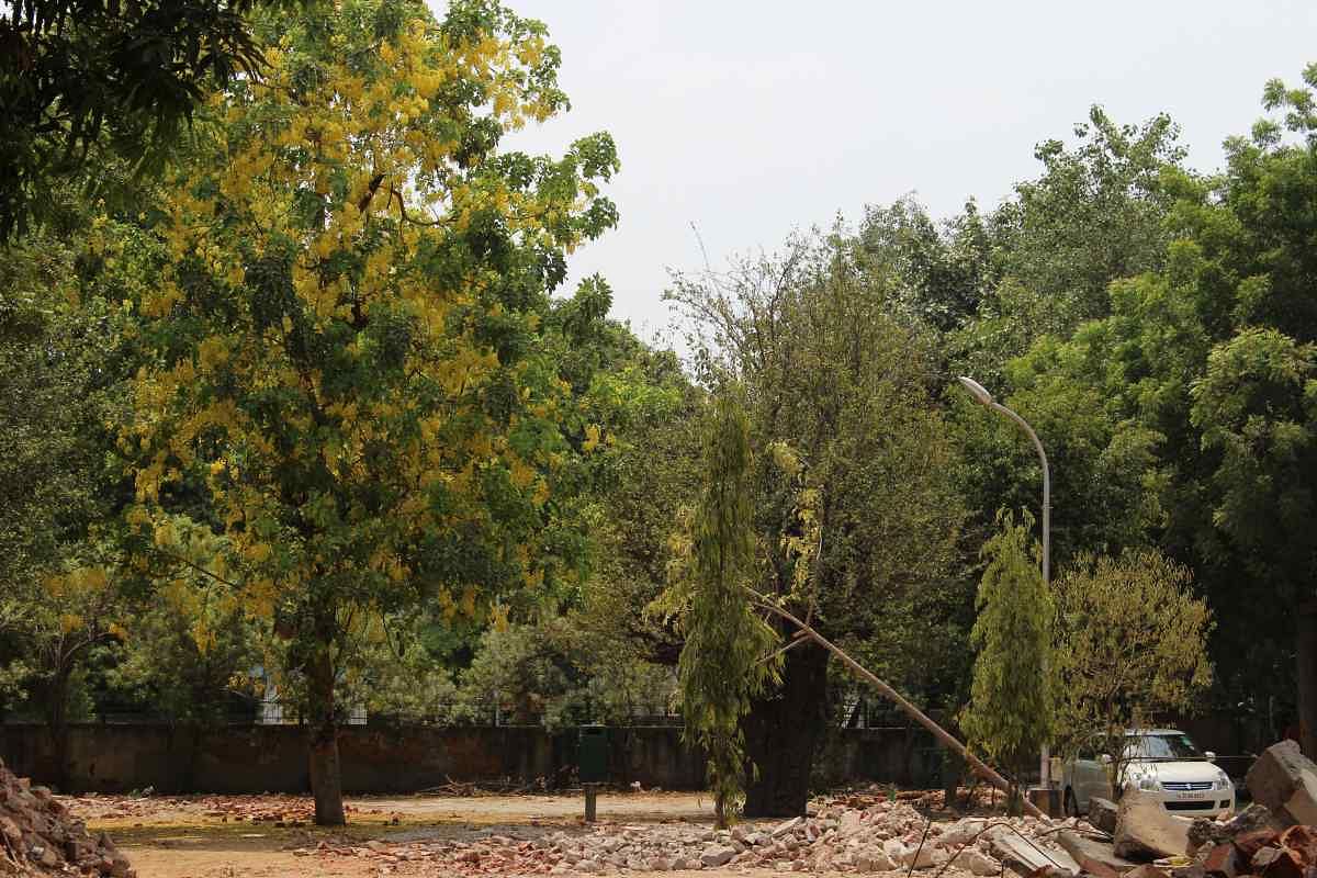 The Court asked NBCC: “Can Delhi afford the cutting of trees for the development of roads and buildings?”