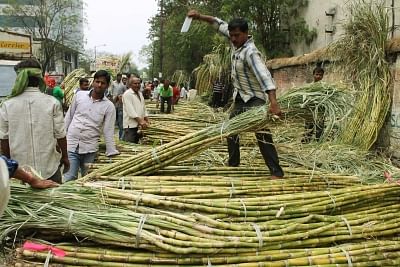 Sugarcane farmers in Belagavi have been staging indefinite protest since one week.