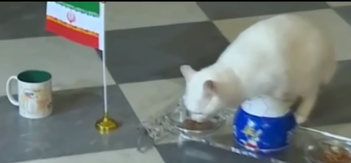 Achilles method is to choose from one of two bowls of cat food