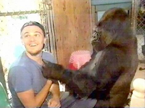 Koko featured  on the cover of National Geographic magazine twice and was friends with DiCaprio and Robin Williams.