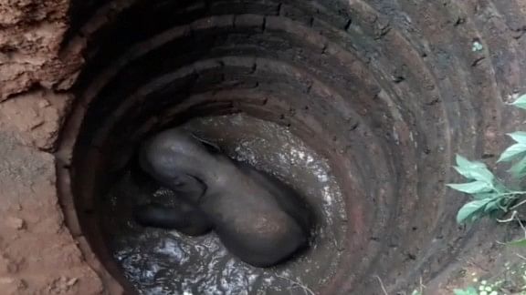 Elephant calf rescued from a well&nbsp;